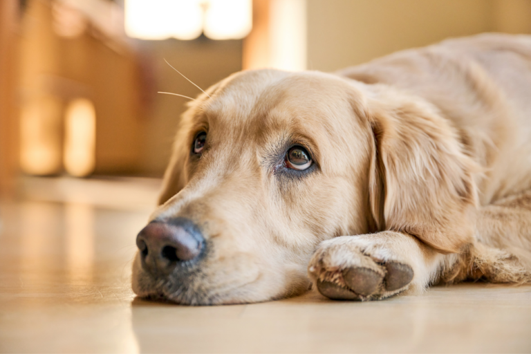 How Anxiety Affects Our Canine Companions