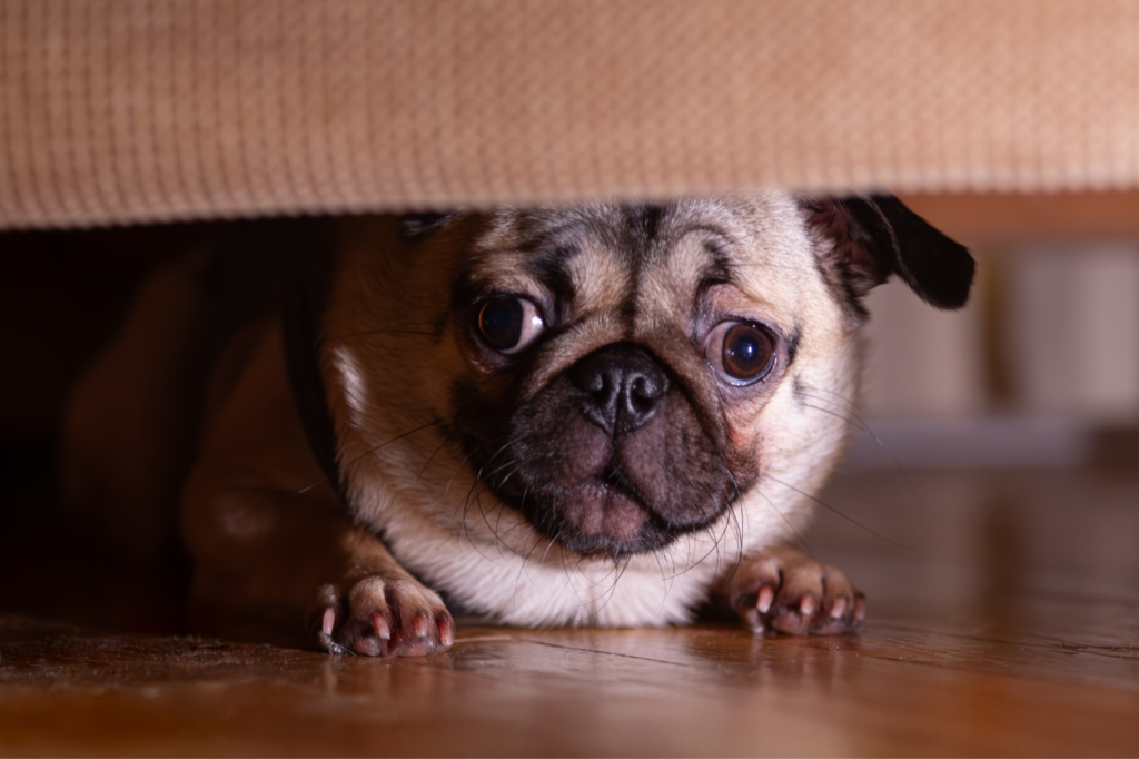 CBD for Dog Anxiety: Natural Relief for Stress, Sleep, & Restlessness