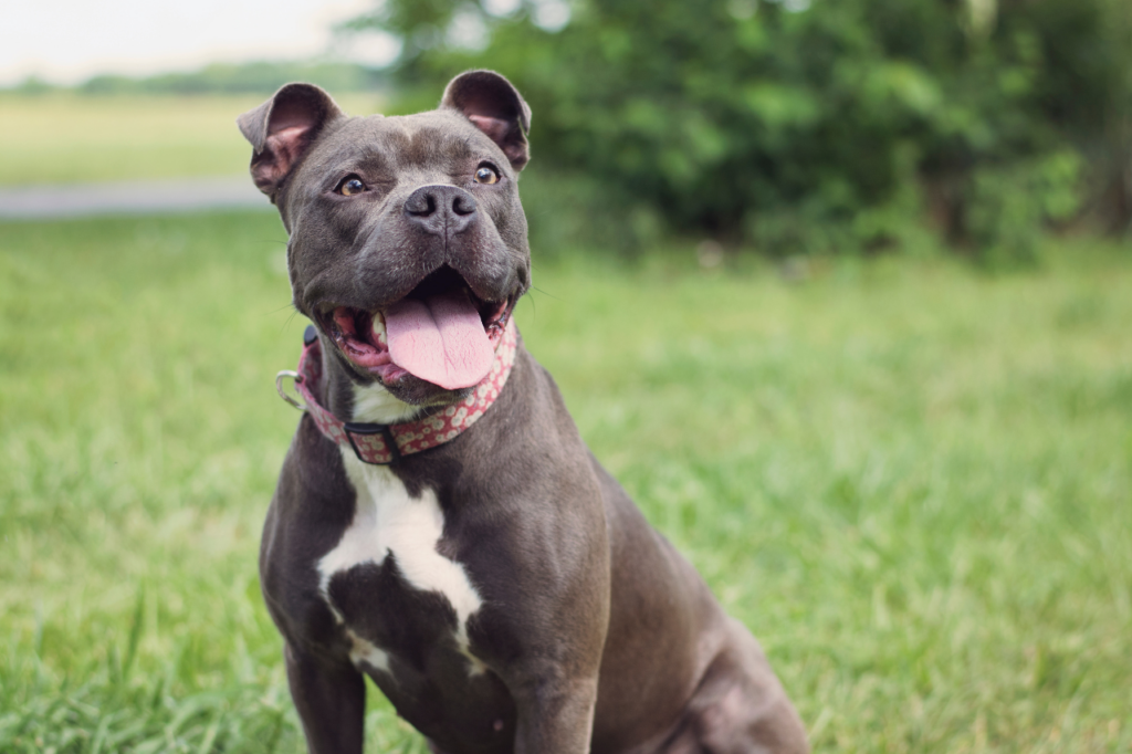 How Artichoke Extract Helps Ease Digestive Stress When Traveling with Pets