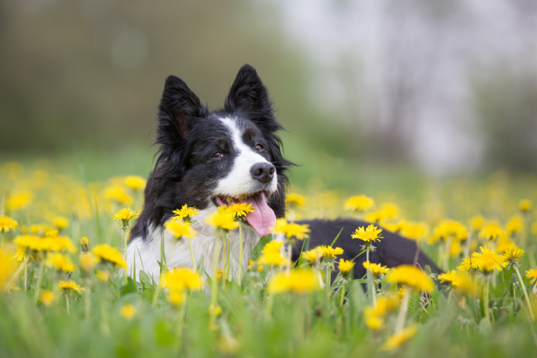 Seasonal Pet Health: Natural Supplements for Spring Allergies and Stress