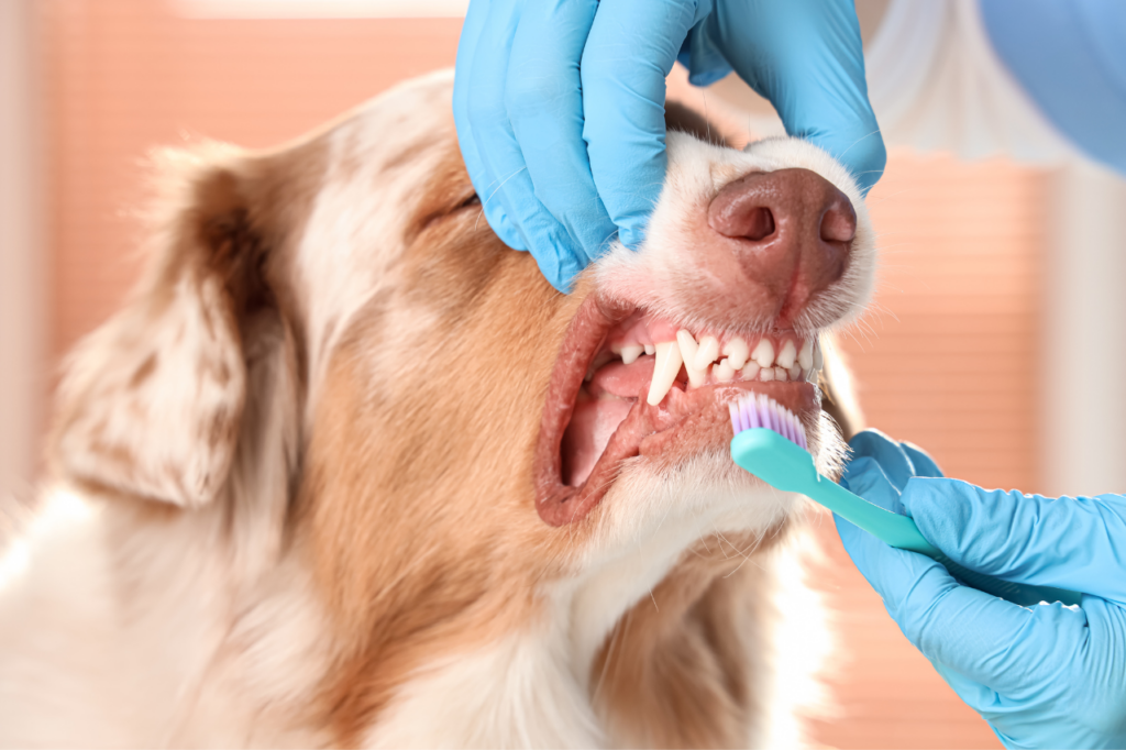 Helping Your Furry Kid Breeze Through Dental Visits with VetChoices CBD Oil